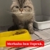 TOPRAK TERK EDİLDİ VE YENİ YUVASINI ARIYOR fotoğraf