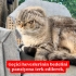 TOPRAK TERK EDİLDİ VE YENİ YUVASINI ARIYOR fotoğraf