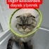 TOPRAK TERK EDİLDİ VE YENİ YUVASINI ARIYOR fotoğraf