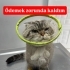 TOPRAK TERK EDİLDİ VE YENİ YUVASINI ARIYOR fotoğraf