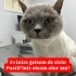 PASTİL ACIMASIZ SAHİBİ TARAFINDAN TERK EDİLDİ. fotoğraf