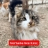 KITIR ACIMASIZCA TERK EDİLDİ. fotoğraf