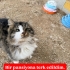 KITIR ACIMASIZCA TERK EDİLDİ. fotoğraf
