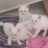 MİNİ MİNİ ERKEK VE DİŞİ VAN KEDİSİ BEBİŞLERİ..!! fotoğraf