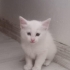 MİNİ MİNİ ERKEK VE DİŞİ VAN KEDİSİ BEBİŞLERİ..!! fotoğraf
