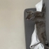 1,5 yaşında, kısır, erkek British Shorthair fotoğraf