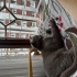 1,5 yaşında, kısır, erkek British Shorthair fotoğraf