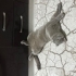 1,5 yaşında, kısır, erkek British Shorthair fotoğraf