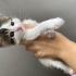 Ömürlük yuva arıyoruz fotoğraf