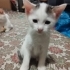 Yaramaz boncuklar büyüdü, yuvalarını arıyorlar fotoğraf