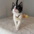 Bir tanem diye sevebileceğiniz bir kedi fotoğraf