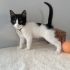 Bir tanem diye sevebileceğiniz bir kedi fotoğraf