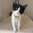 Bir tanem diye sevebileceğiniz bir kedi fotoğraf