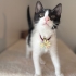 Bir tanem diye sevebileceğiniz bir kedi fotoğraf