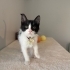 Bir tanem diye sevebileceğiniz bir kedi fotoğraf