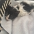 Bir tanem diye sevebileceğiniz bir kedi fotoğraf