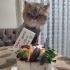 İran kedimizi sahiplendirmek istiyoruz fotoğraf