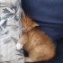 Çok oyuncu yavru kedi fotoğraf