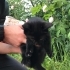 Küçük yavru kedi. Annesi yok:( sahiplendirme istiyoruz fotoğraf