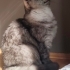 10 aylık kısır oyuncu tonton Merlin fotoğraf