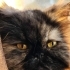 Kısır 3 yaşında İran kedim fotoğraf