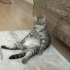 Ankara – Kısır Scottish Fold Erkek Kediye Yuva fotoğraf