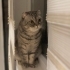 Ankara – Kısır Scottish Fold Erkek Kediye Yuva fotoğraf