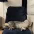 Ankara – Kısır Scottish Fold Erkek Kediye Yuva fotoğraf