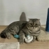 Ankara – Kısır Scottish Fold Erkek Kediye Yuva fotoğraf