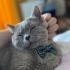 Uysal sevimli sakin fotoğraf