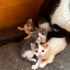 Minnoş Yavrular fotoğraf