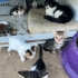 Minnoş Yavrular fotoğraf