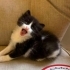 Annesiz panda bebek yuva arıyor fotoğraf