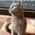 Zeus yuva arıyor fotoğraf