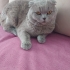 ÜCRETSİZ SAHİPLENDİRME fotoğraf
