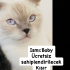 Acil ücretsiz sahiplendirilecektir fotoğraf