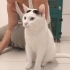 BİR KEDİYİ KAÇ KEZ TERK EDEBİLİRSİNİZ? PAMUK İKİNCİ KEZ TERK EDİLDİ BİR KLİNİĞE fotoğraf