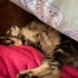 Minik sevecen uyumayı çok seven sıcakkanlı bi bebek fotoğraf