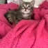 Minik sevecen uyumayı çok seven sıcakkanlı bi bebek fotoğraf