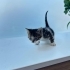 Kalbinizi ve yuvanızı bu güzel miniklere açar mısınız? fotoğraf