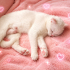 Ücretsiz sahiplenme Scottish fold fotoğraf