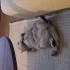 3 Yaşında Dişi Amarican Shorthair 🐾 fotoğraf