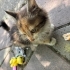Minik calico yuvasını arıyor 🥹 fotoğraf