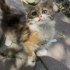 Minik calico yuvasını arıyor 🥹 fotoğraf