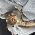 Minik calico yuvasını arıyor 🥹 fotoğraf