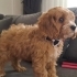 Sevgi dolu erkek Maltipoo yavrusu yeni ailesini arıyor fotoğraf