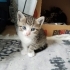 Dünyalar Tatlısı Yavru Sahiplendirilecek 🐱 fotoğraf