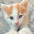 Bir aylık bir gözü görmeyen kedi fotoğraf