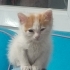 Bir aylık bir gözü görmeyen kedi fotoğraf