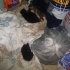 Fip hastalıklı anne kedi ve 4tane yavru fotoğraf
